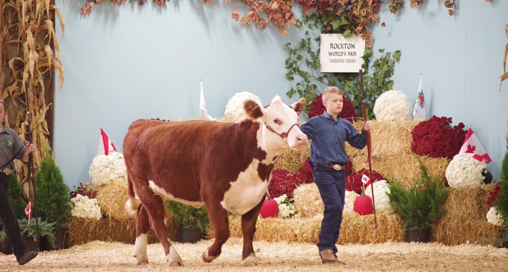 Cattle Show - Rockton World's Fair