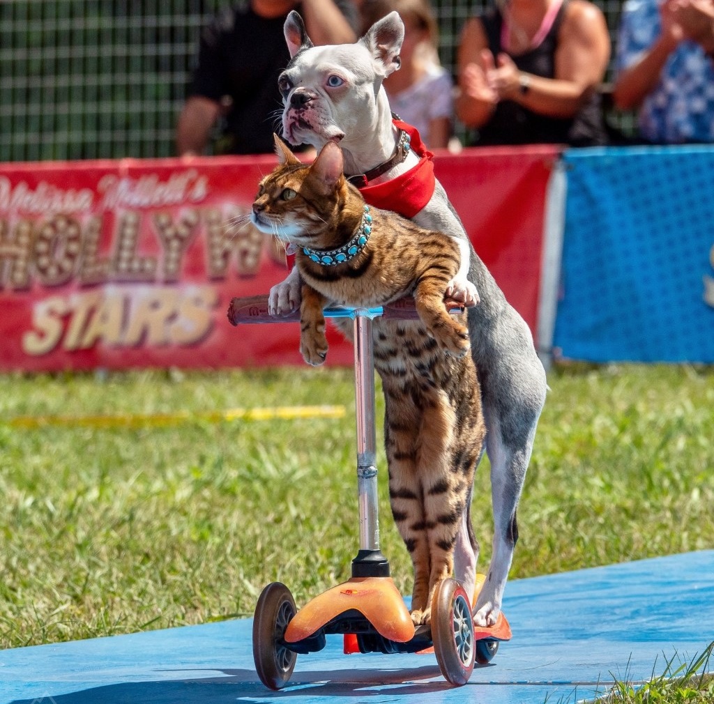 Dog and Cat - Rodney Fair