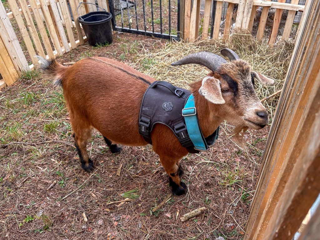 Goat in Pen - Severn Bridge Fall Fair