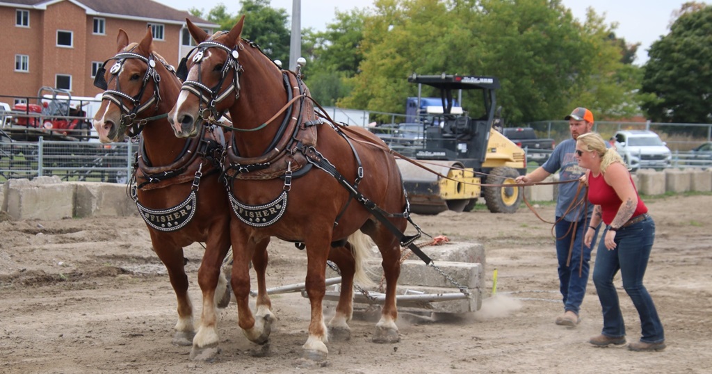 Heavy Horse Pull - Shelburne Fair