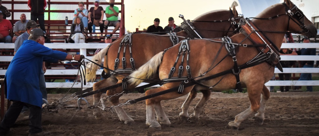 Heavy Horse Pull - Sydenham Fall Fair