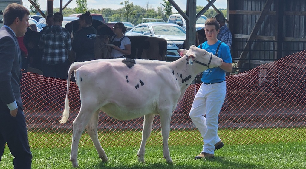 Cattle Judging - Tavistock Fall Fair