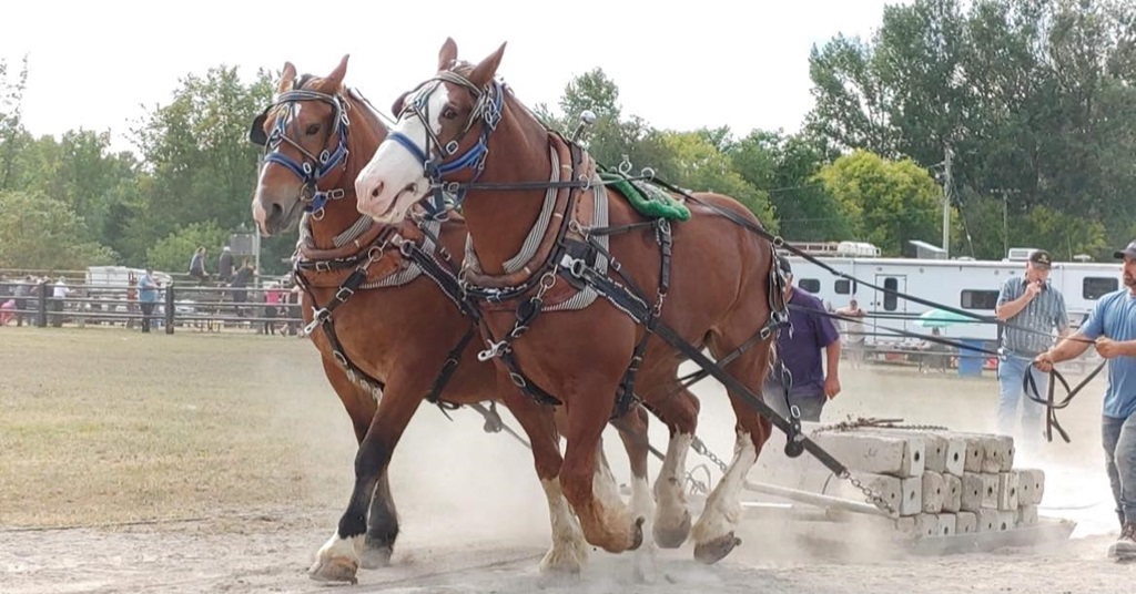 Heavy Horse Pull - Valley Agricultural Festival