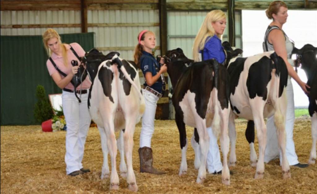 Cattle Show Judging - Walkerton Little Royal Fair