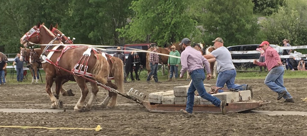 Heavy Horse Pull - Warren Fair