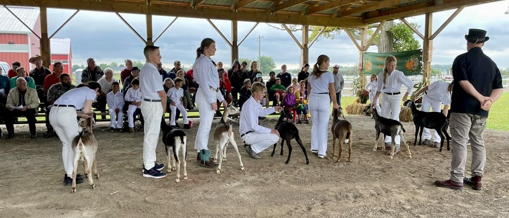 Cattle Show Judging - West Niagara Fair