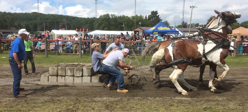 Horse Pull - Wilberforce Fair