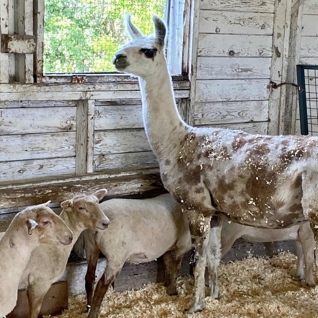 Llamas and Sheep - Woodstock Fair