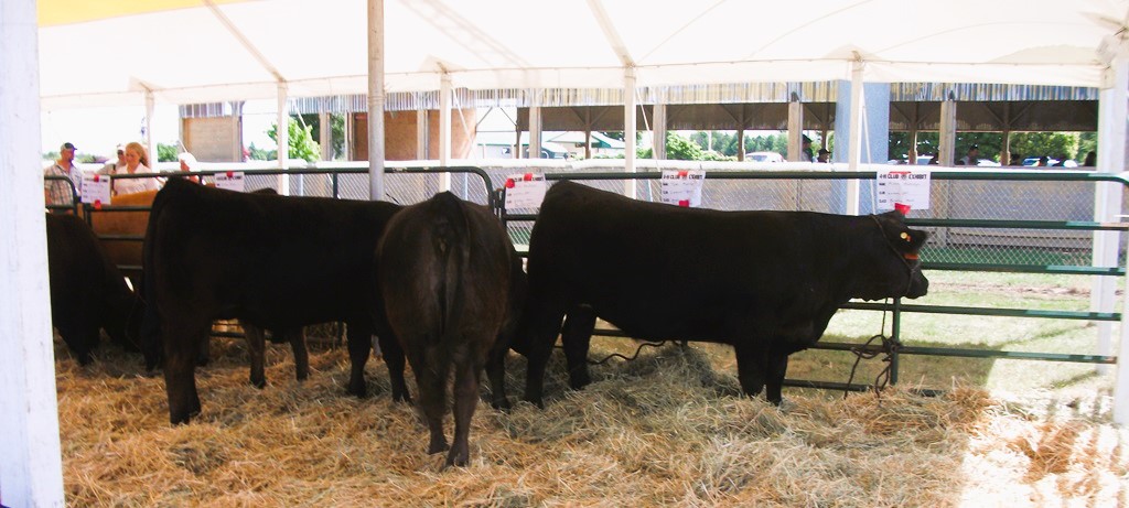 Cattle Show - Dungannon Fair