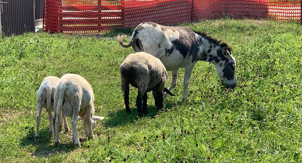 Out to Pasture - Englehart and District Fall Fair