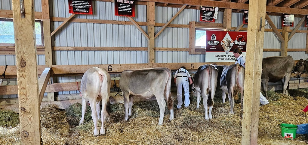 Cattle Show - Hanover Fair