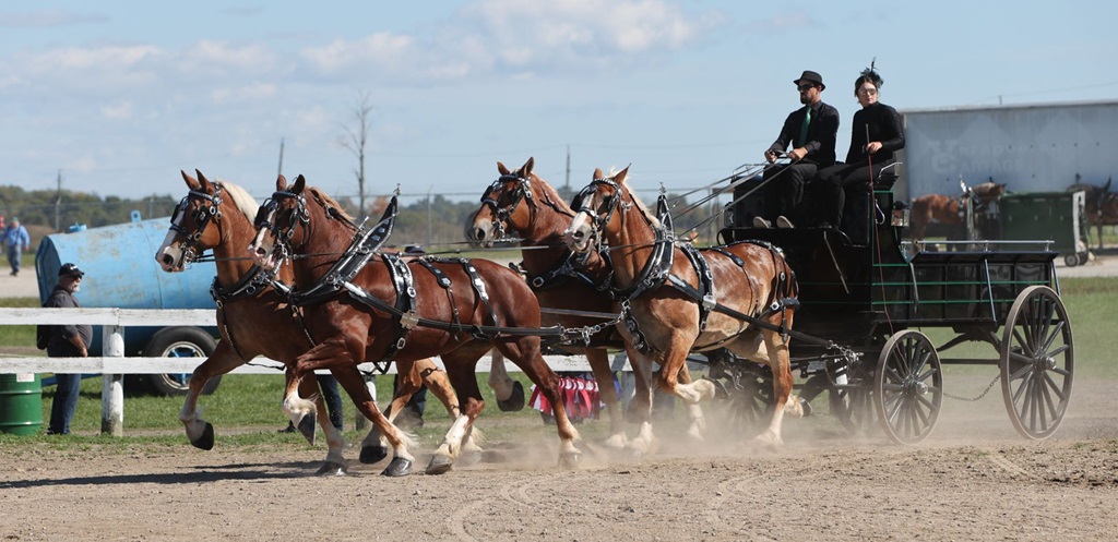 Horse Show- Markham Fair