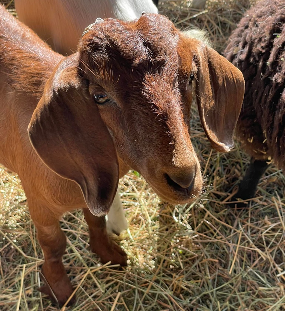 Goat Show - Marmara Fair