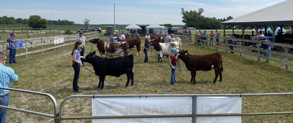 Cow Show Judging - Melbourne Fall Fair