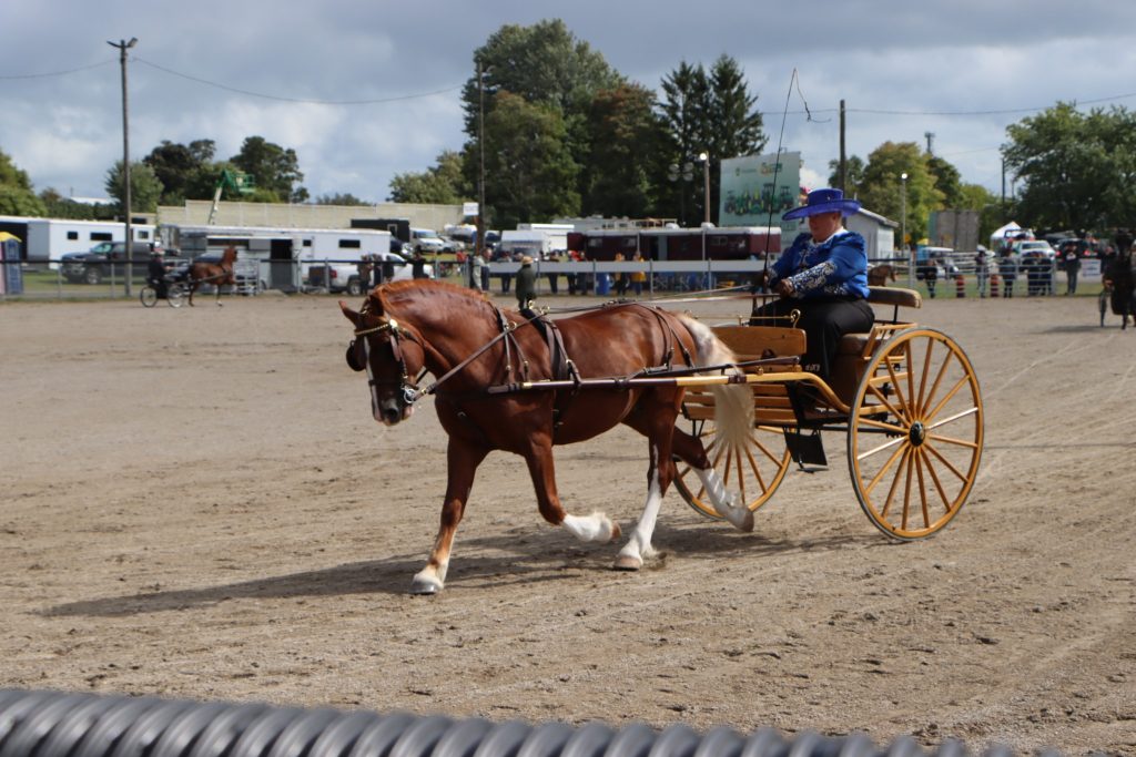 Horse Show - Orono Fair