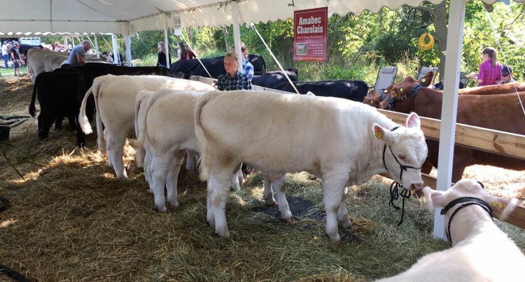 Cattle Show - Port Hope Fall Fair
