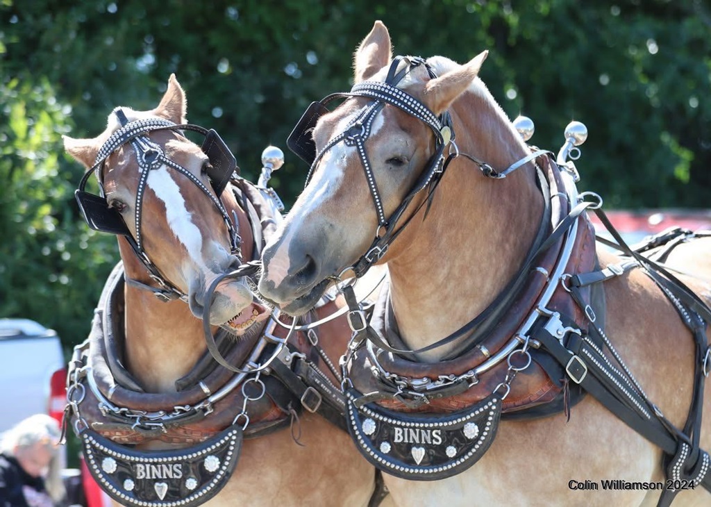 Heavy Horse Team - Port Perry Fair