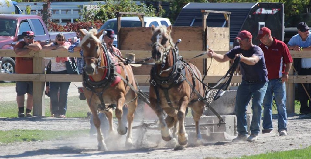 Heavy Horse Pull - Roseneath Fall Fair