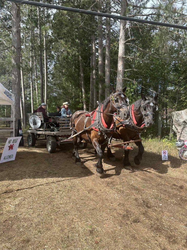 2 Horse Hitch Pulling Wagon - Severn Bridge Fall Fair