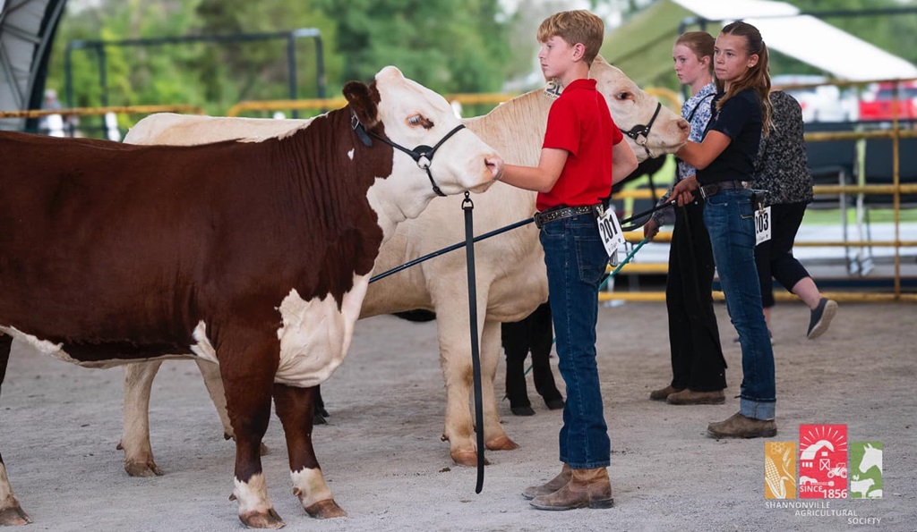 Cattle Judging - Shannonville World's Fair