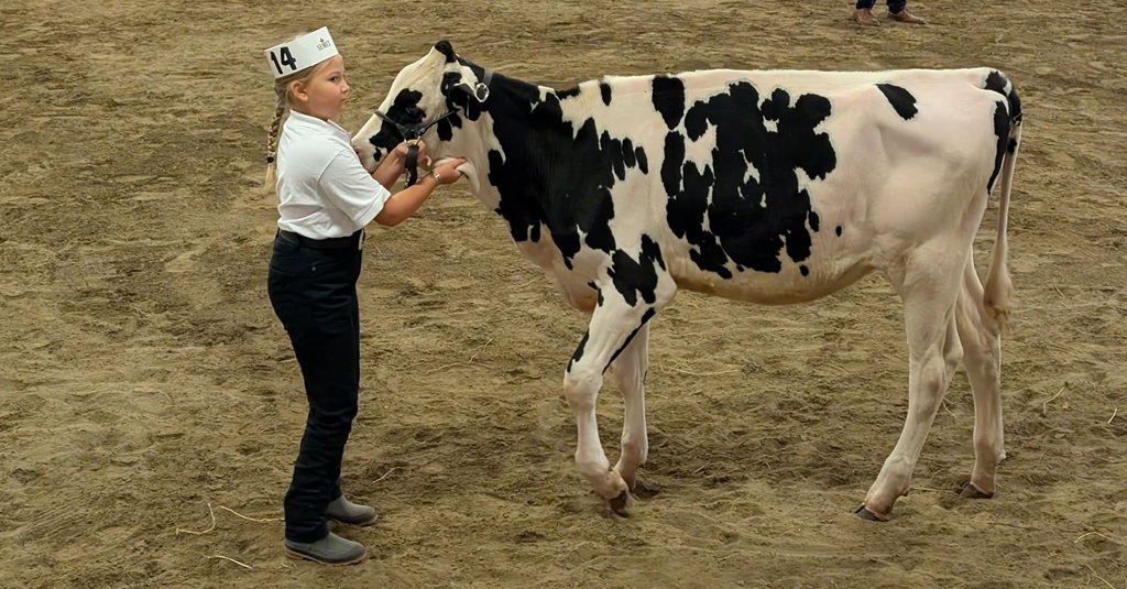 4-H Cow Show - Expo Shawville Fair