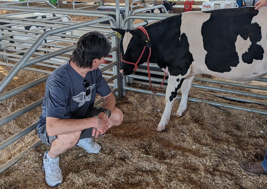 Cow Show - Stirling Fair