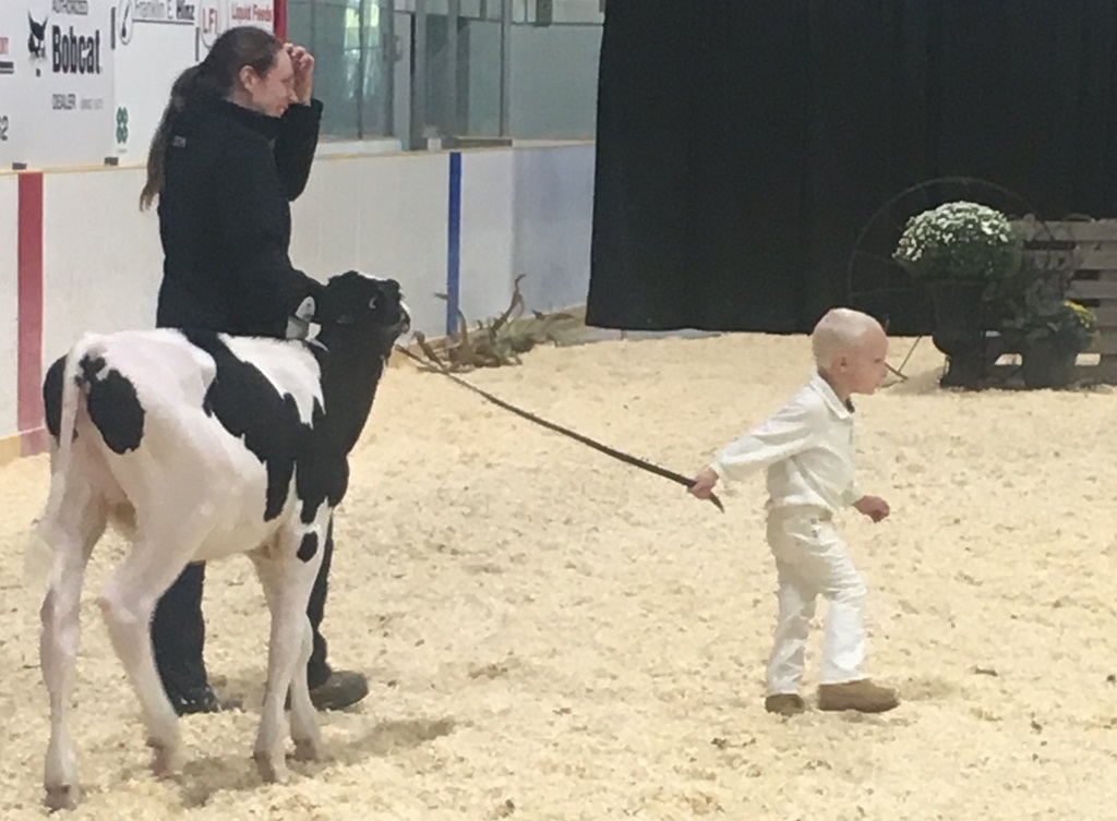 Little Boy Leading Calf - Stratford Fall Fair