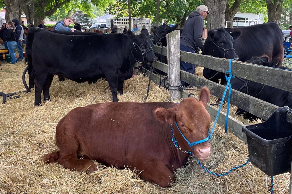 Cattle Show - Sunderland Fall Fair