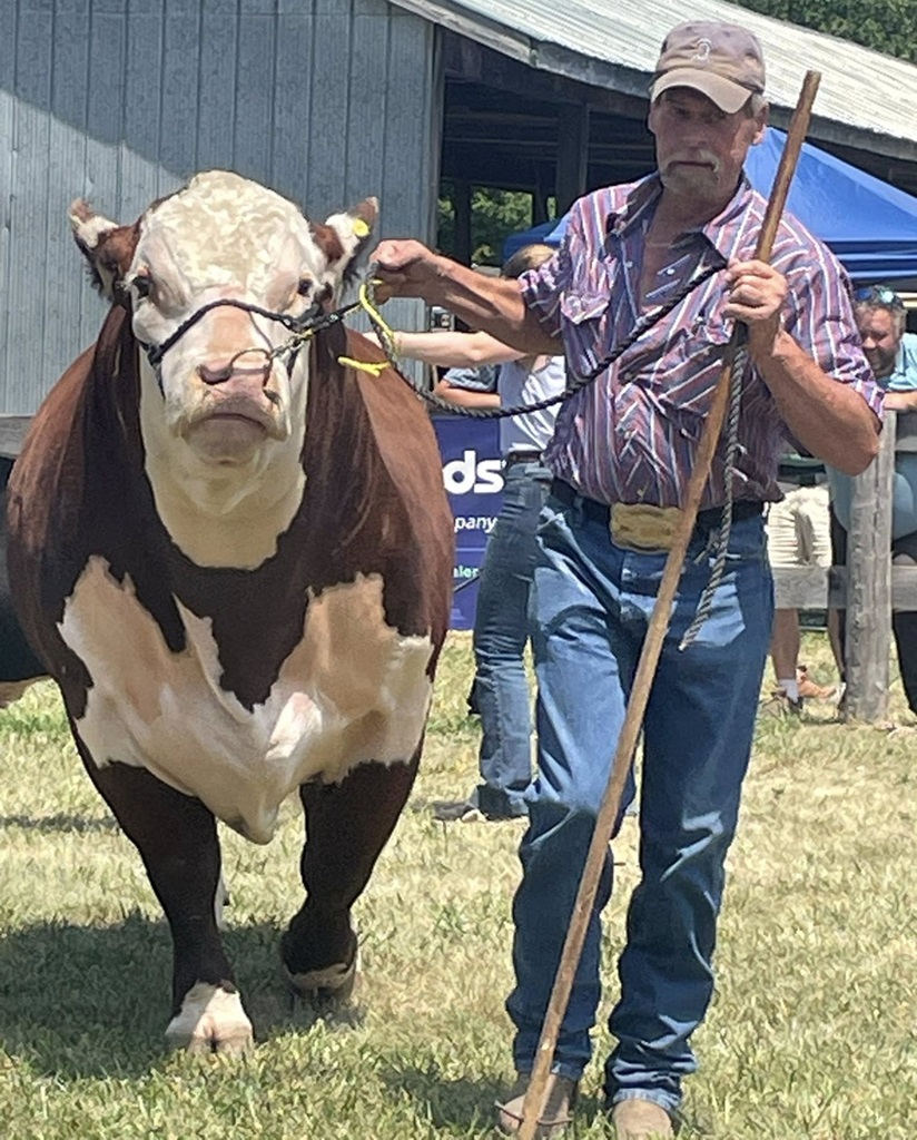 Bull Judging - Tweed Fair