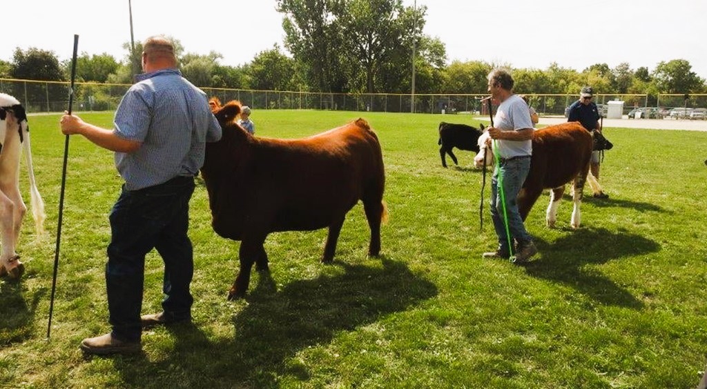 Cattle Show Judging - Wellesley Fall Fair