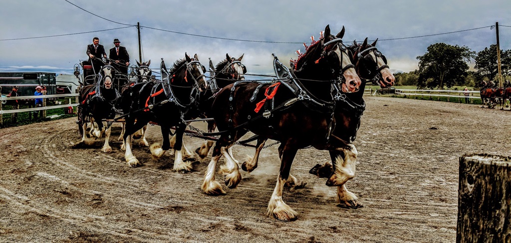 6 Heavy Horse Hitch Wagon - West Niagara Fair