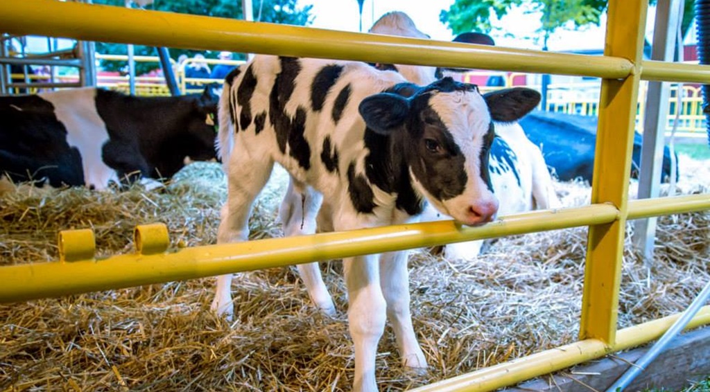 Calf - Western Fair