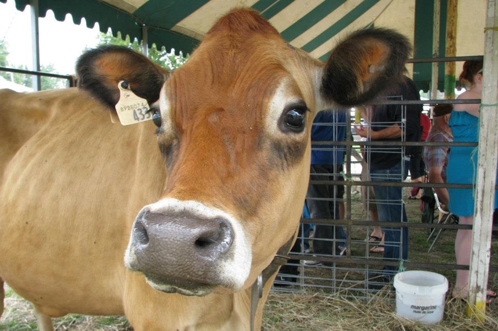 Cow Show - Wilberforce Fair