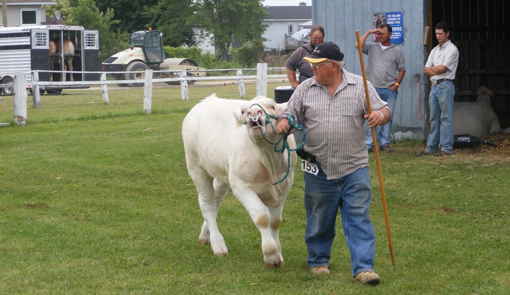 Beef Judging - Lakefield Fair