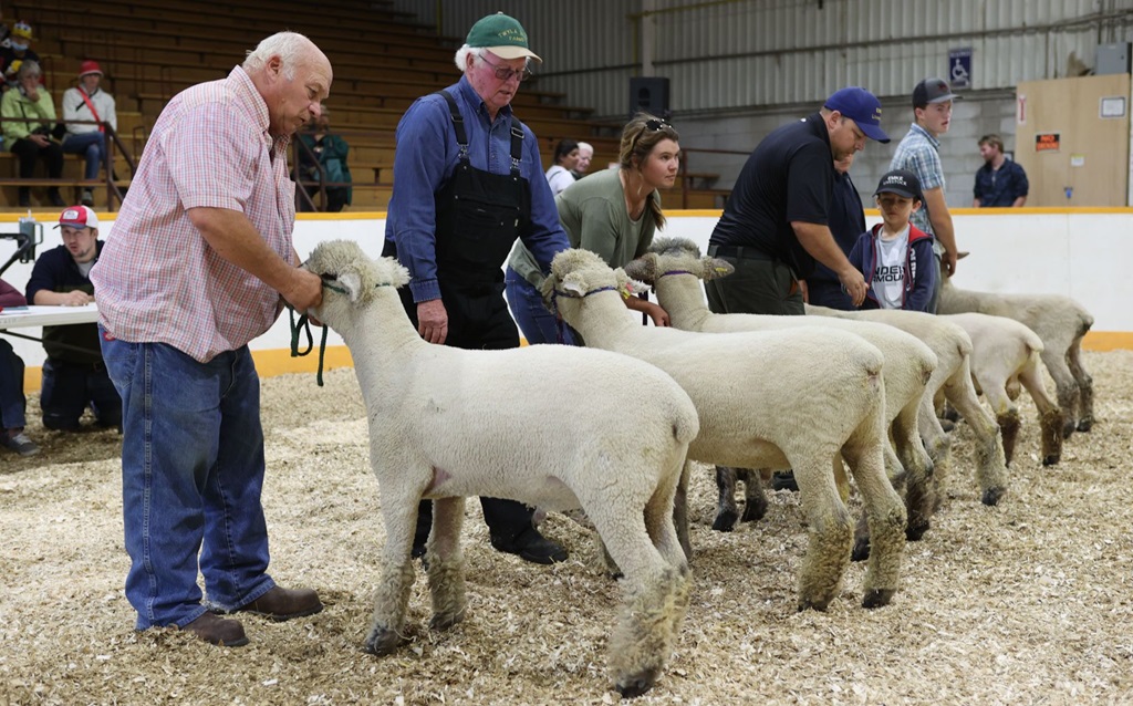 Sheep Judging - Markham Fair