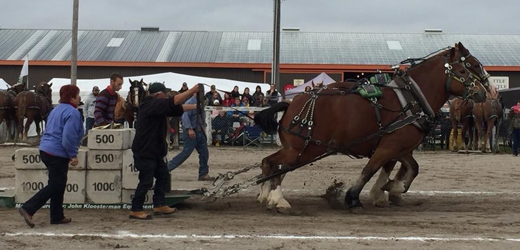 Heavy Horse Pull