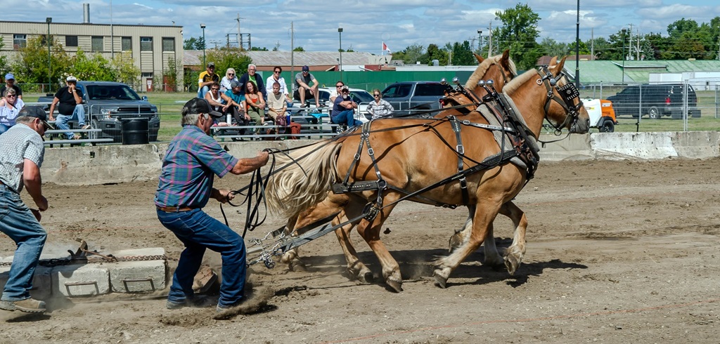 Heavy Horse Pull - Quinte Exhibition
