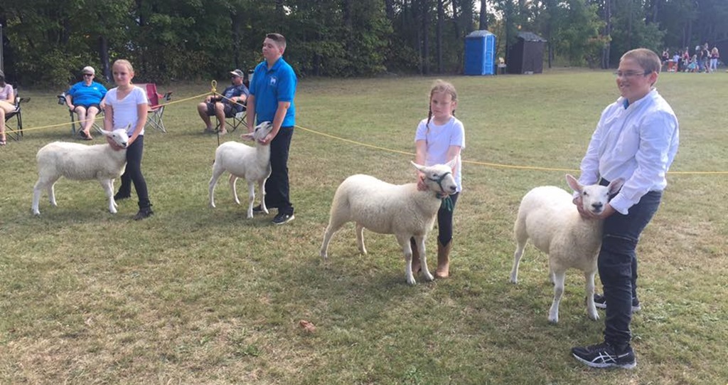 Sheep Judging - Ramona Fall Fair