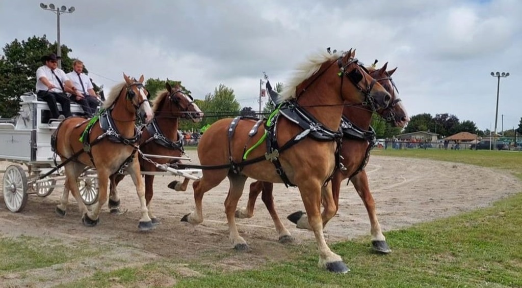 4 Horse Hitch Wagon - Sunderland Fall Fair