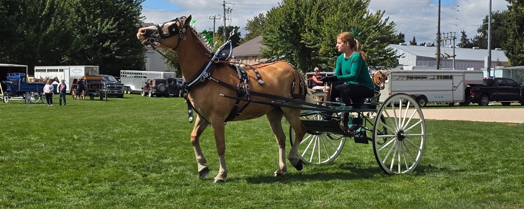 Horse and Trap - Tavistock Fall Fair
