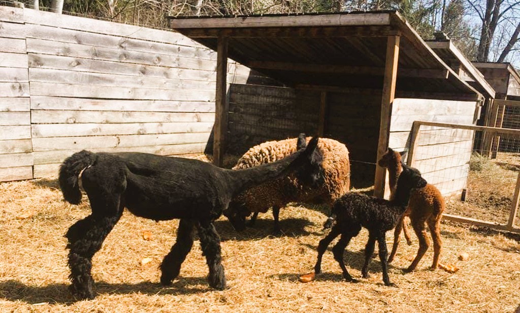 Llamas - Tillsonburg Fair