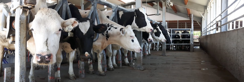Massey Fair - Cattle Show