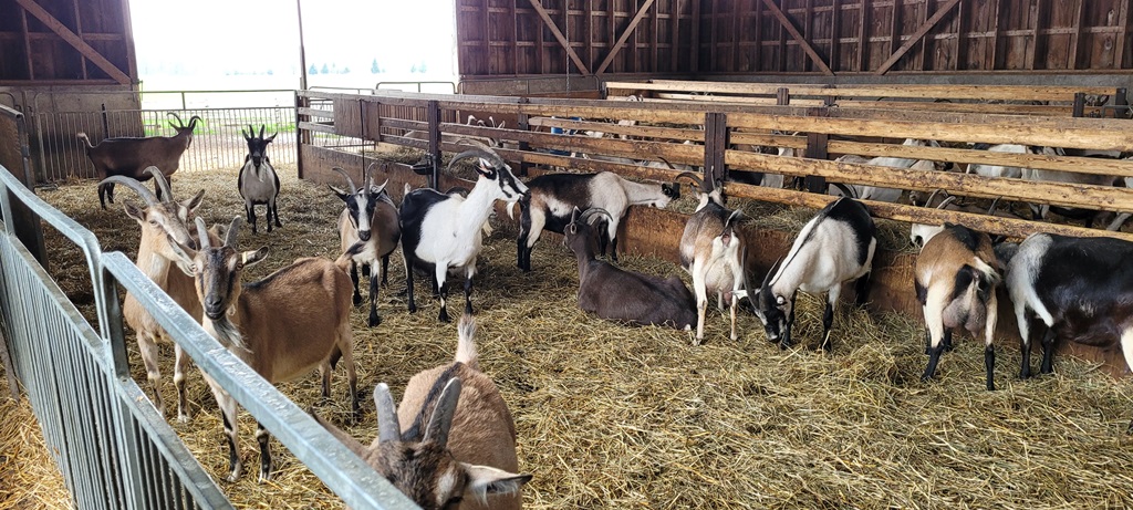 Goat Farm Experience - Guide to Agritourism