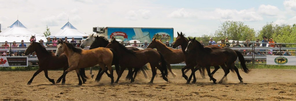Porquis Fair - Several Horse running in ring