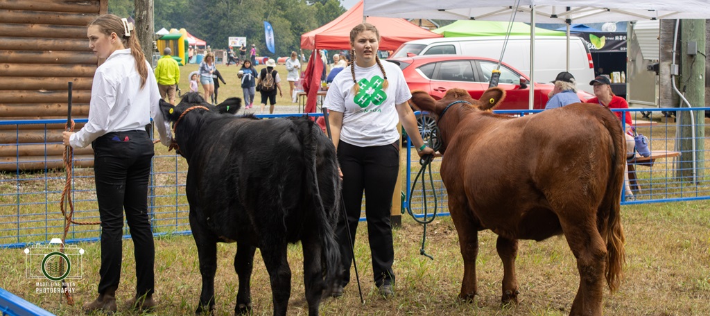 Providence Bay Fair - Cattle Judging