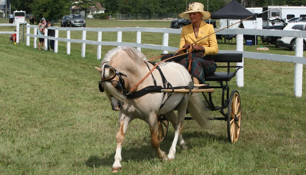 Sutton Fair and Horse Show - Lady , Pony and Cart
