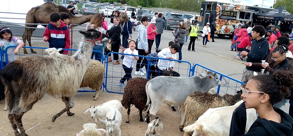Petting Zoo at the Tweed Fair