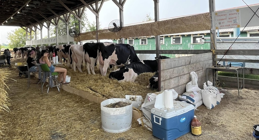 Vankleek Hill Fair - Cattle Barn