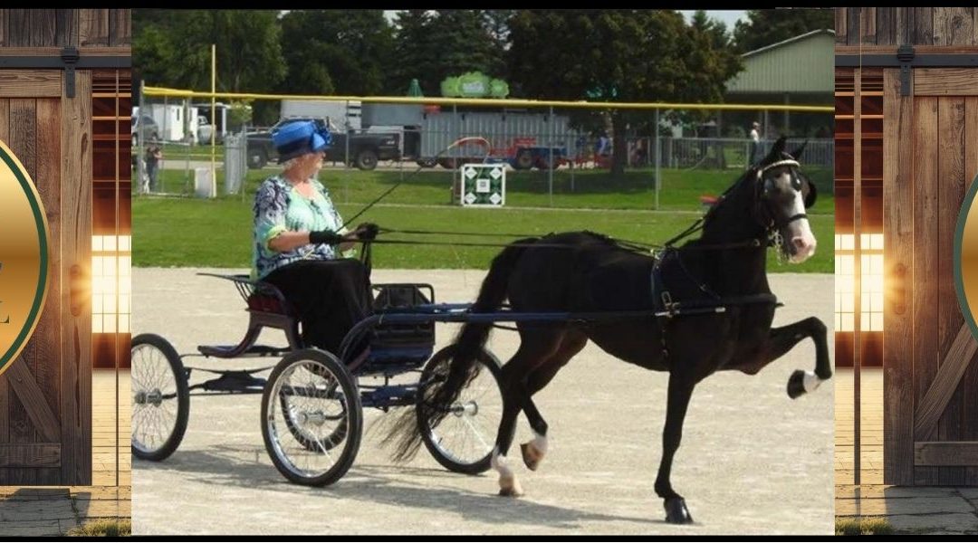 Wellesley Fall Fair Showcase