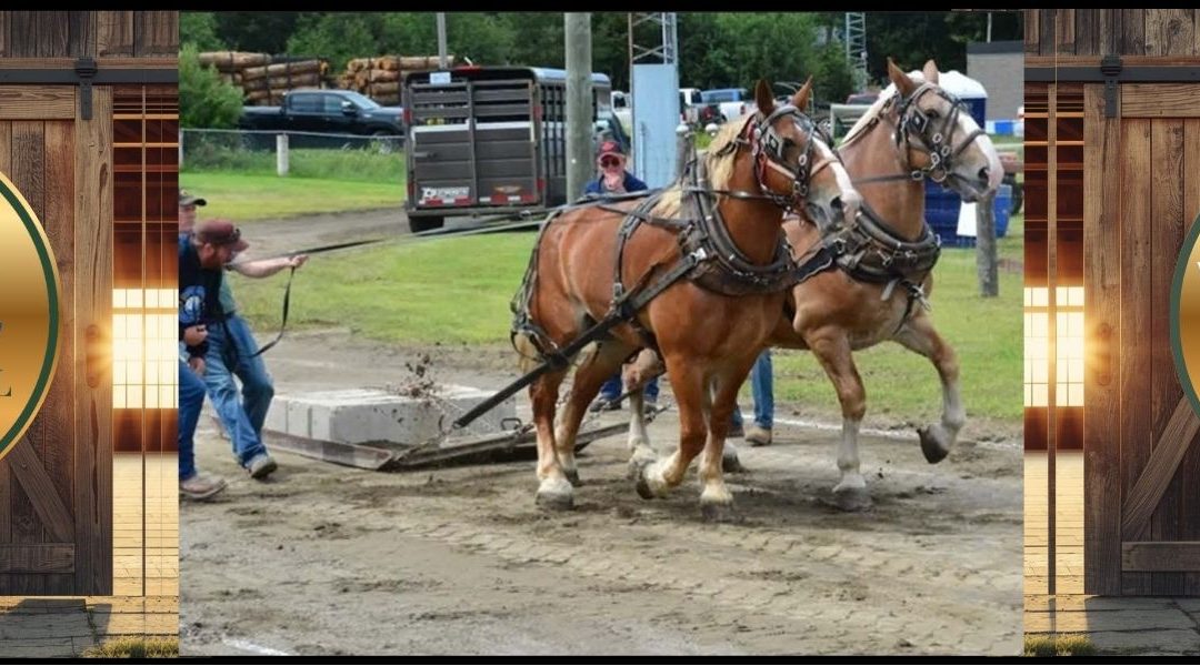 Wilberforce Fair Showcase